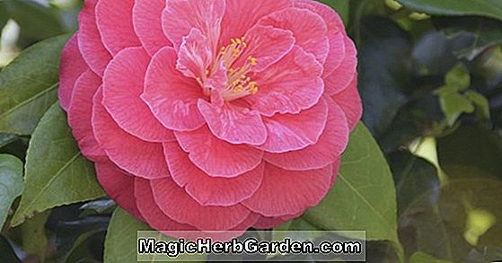 Kamelie japonica (Clara Brooks Camellia) - #2