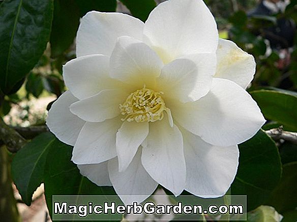 Kamelie japonica (Da Bai Camellia) - #2
