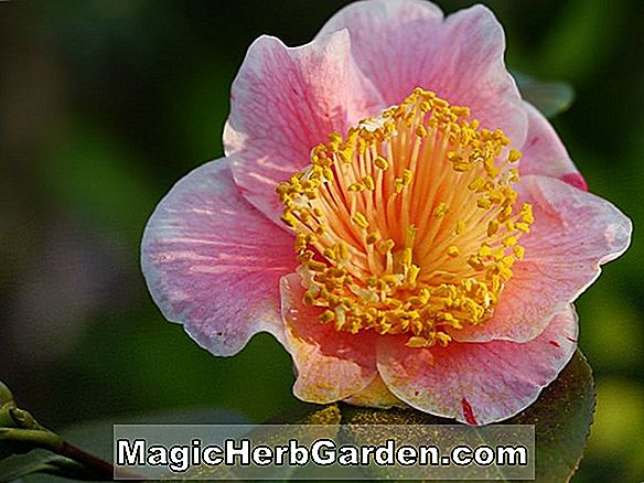 Kamelie japonica (Dawn Camellia) - #2