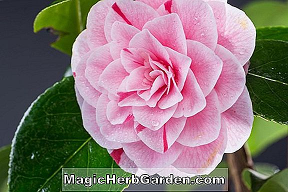 Camellia japonica (Extravaganza gestreifte Kamelie) - #2