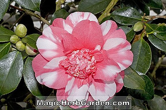 Kamelie japonica (Guilio Nuccio Camellia) - #2