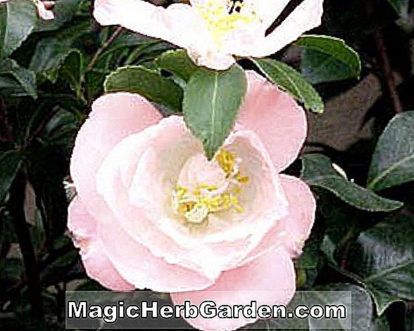Camellia japonica (Fräulein Charleston Camellia)
