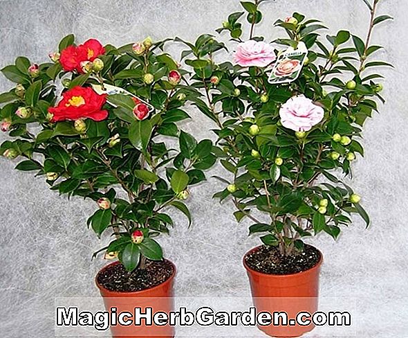 Kamelie japonica (Margaret Higdon Camellia) - #2