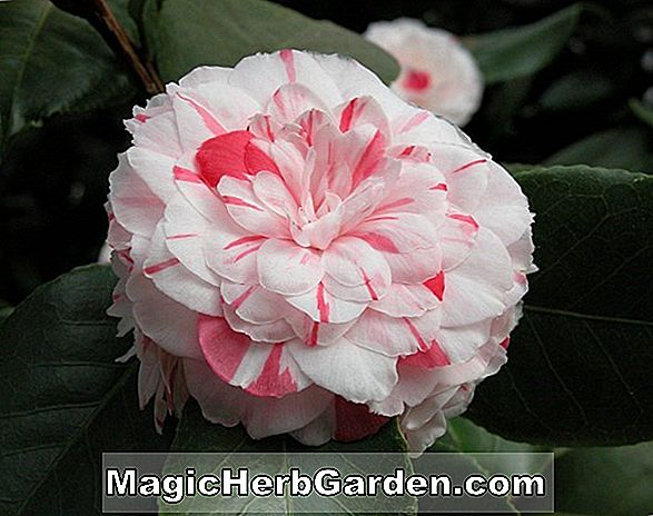 Pflanzen: Kamelie japonica (Mathotiana Fimbriata Camellia) - #2