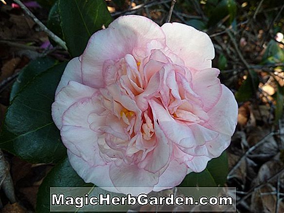 Camellia japonica (Otahuhu Schönheitskamelie) - #2