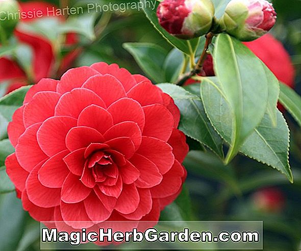 Camellia japonica (Ellen Sampson Camellia) - #2
