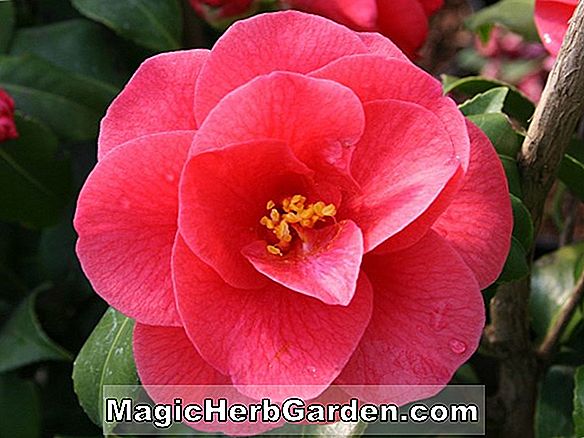 Kamelie japonica (Rosa Kagura Camellia) - #2