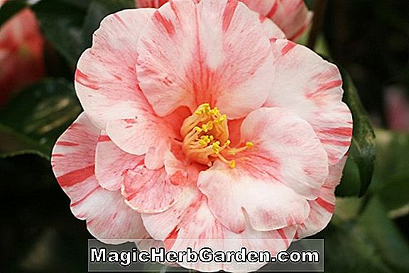 Camellia japonica (Weiß durch die Tor-Kamelie)