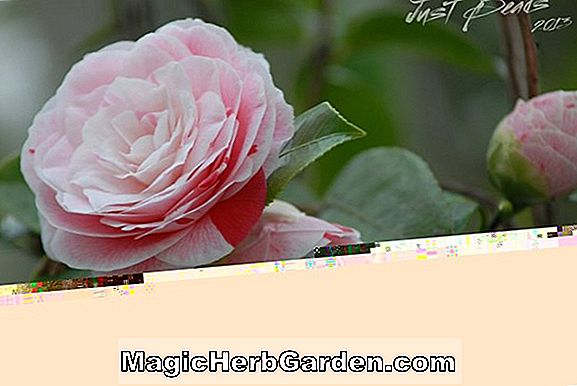 Camellia japonica (Frau T. R. McKenzie Camellia)