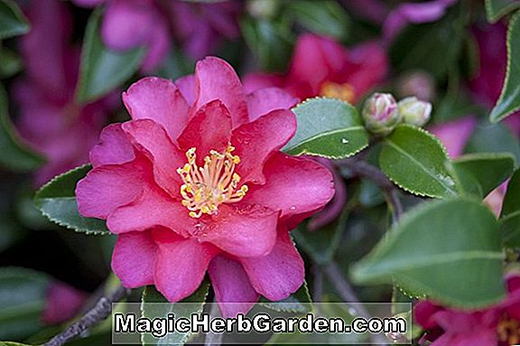 Camellia japonica (Rev. John G. Drayton Camellia) - #2