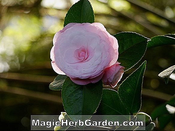 Kamelie reticulata (Moudan Cha Camellia)