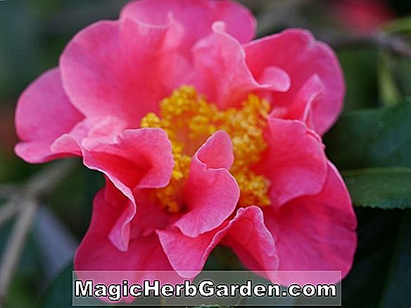 Pflanzen: Camellia reticulata (Große Pfirsichblüte Kamelie) - #2