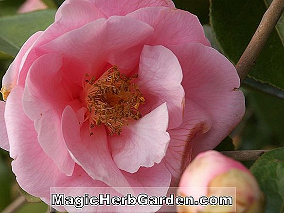 Camellia reticulata (Lila Naff Kamelie) - #2