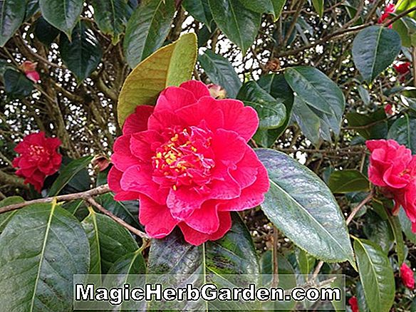 Camellia reticulata (Miss Tulare Kamelie)