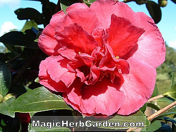 Plantes: Camellia reticulata (Alison Sebire Camellia) - #2