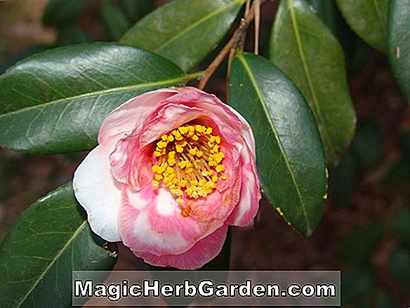 Camellia vernalis (Egao Kamelie)