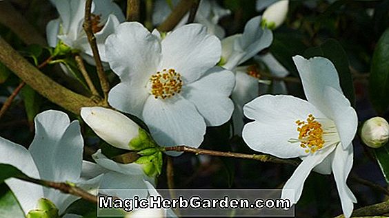 Pflanzen: Kamelie (Frostprinzessin Camellia) - #2