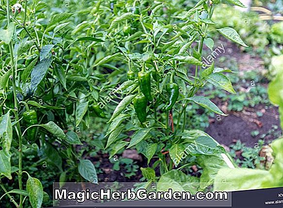 Capsicum annuum (Rote Spanische Paprika Capsicum Pepper)
