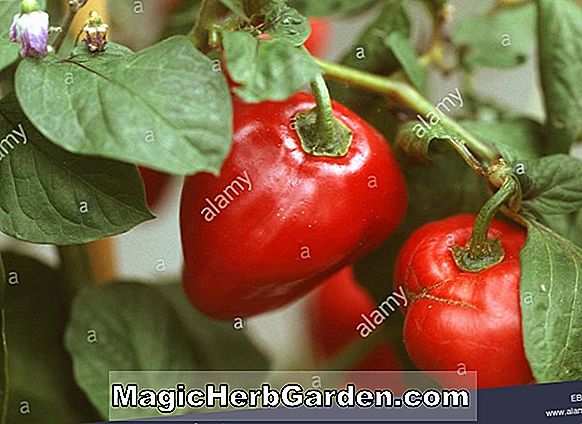 Pflanzen: Capsicum annuum (Riot Pfeffer)