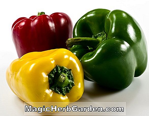 Capsicum annuum (Poivron)