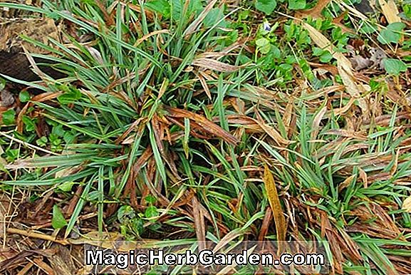 Pflanzen: Carex flaccosperma (Flaccosperma Segge)