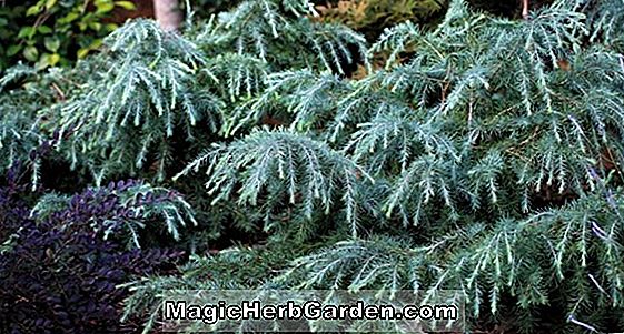 Pflanzen: Cedrus deodara (Karl Fuchs Himalaya Zeder)