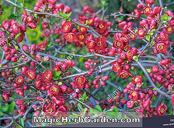 Chaenomeles superba (blühende Quitte Knap Hill Scarlet)