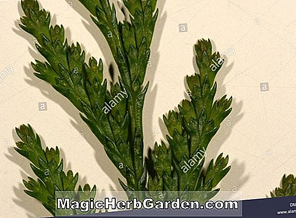 Chamaecyparis lawsoniana (Gnome Falsche Zypresse)