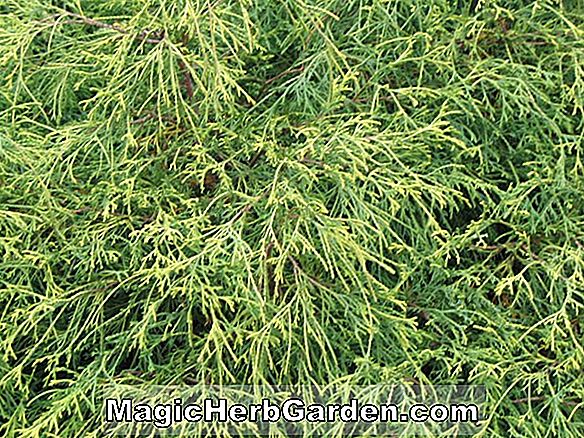 Chamaecyparis pisifera (Filifera Sungold Sawara Falsche Zypresse)