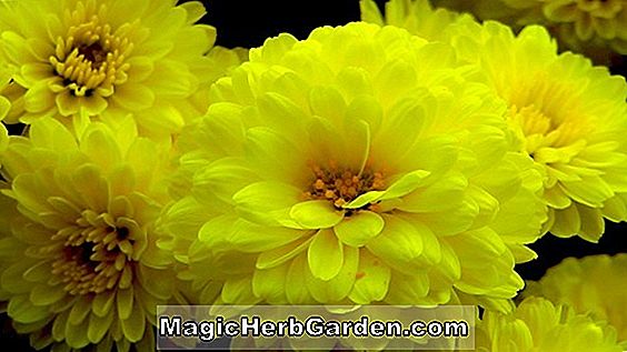 Chrysantheme (gelbe John Hughes Chrysantheme)