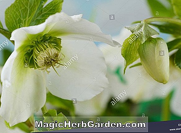 Pflanzen: Cistus hybridus (Weiße Zistrose)