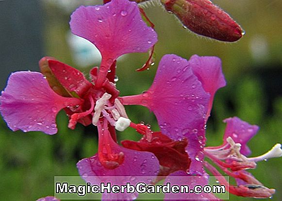 Clarkia unguiculata (Série Royal Bouquet Clarkia)
