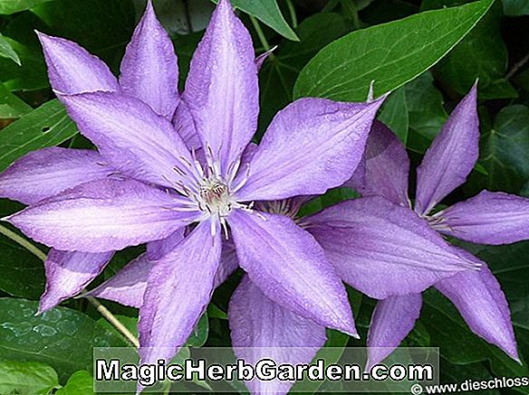 Clematis (Bienen Jubilee Clematis)