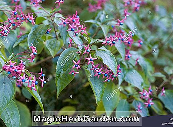 Clerodendron trichotomum (Harlekin Glorybowl Clerodendron)