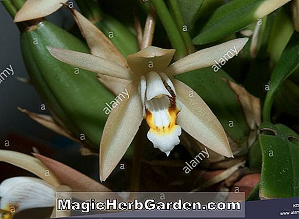 Coelogyne barbata (Coelogyne-Orchidee)