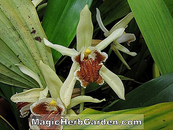 Coelogyne speciosa (Coelogyne-Orchidee)