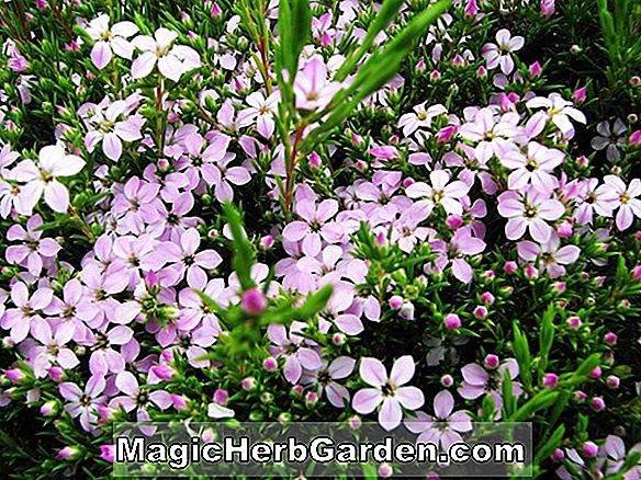 Növények: Coleonema pulchrum (Rózsaszín lélegzet a mennyben)