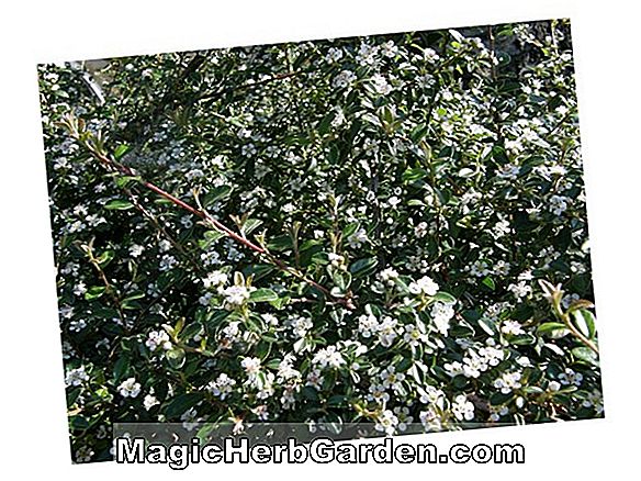Cotoneaster dammeri (Mondkriechpflanze Bärentraube)