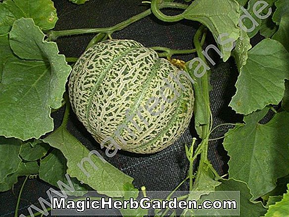 Cucumis Melo (Jenny Lind Melone)