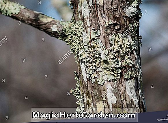 Pflanzen: Cupressus glabra (Arizona-Zypresse)