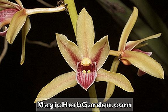 Cymbidium bicolor (Cymbidum Orchidee)