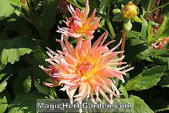 Dahlie (Coltness Gem Dahlia)