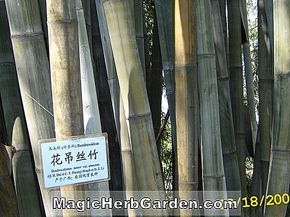 Dendrocalamus minor (Minor Bambus)