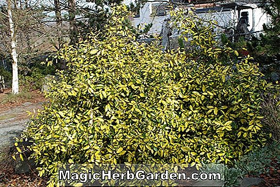 Elaeagnus pungens (Maculata Golden Elaeagnus)