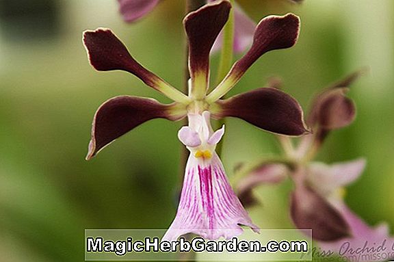 Encyclia cordigera (Enzyklika Orchidee)