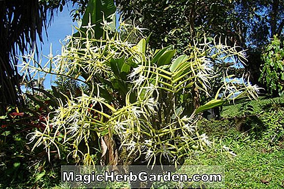 Epidendrum ciliare (Epidendrum-Orchidee)