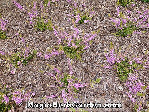 Pflanzen: Erica ciliaris (Weiße Flügel Dorset Heath) - #2