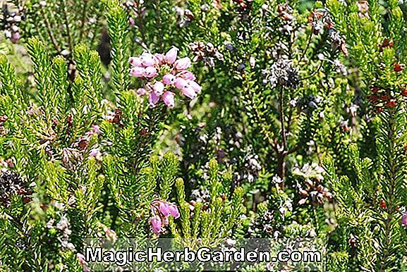 Növények: Erica terminalis (Heather) - #2