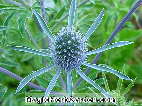 Pflanzen: Eryngium planum (Blaue Schleife Flache Meer Stechpalme) - #2