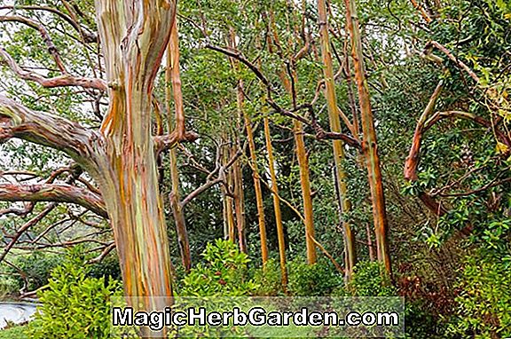 Eukalyptus formanii (Gummi)